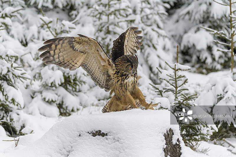 鹰鸮，波波波波，冬天图片素材