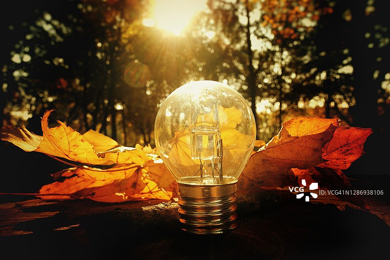 叶片日光灯泡，可持续清洁能源理念图片素材
