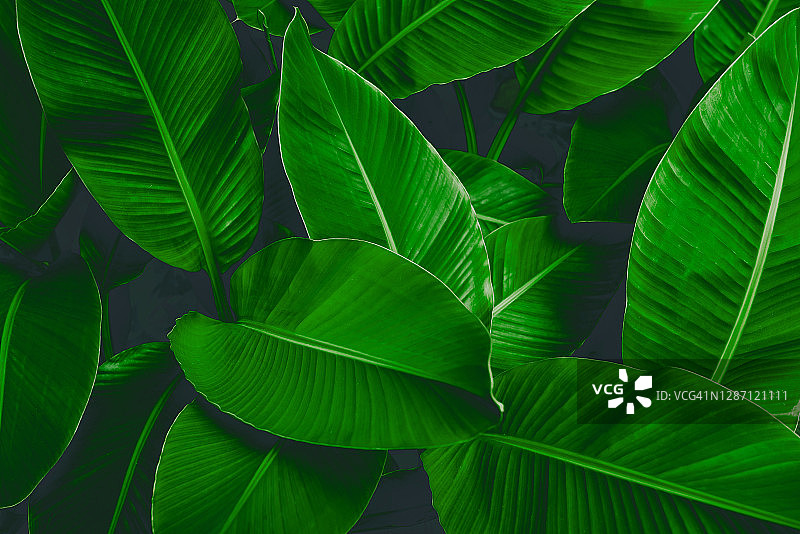 抽象绿叶纹理，自然背景，热带叶图片素材