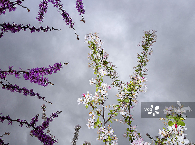 樱桃和李树在春天开花图片素材