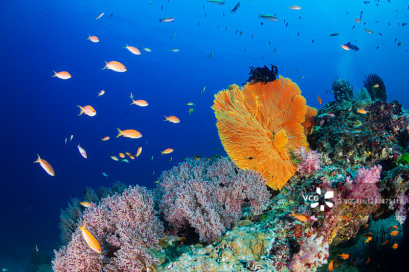 一群群色彩斑斓的热带鱼聚集在一个精致的珊瑚礁周围图片素材