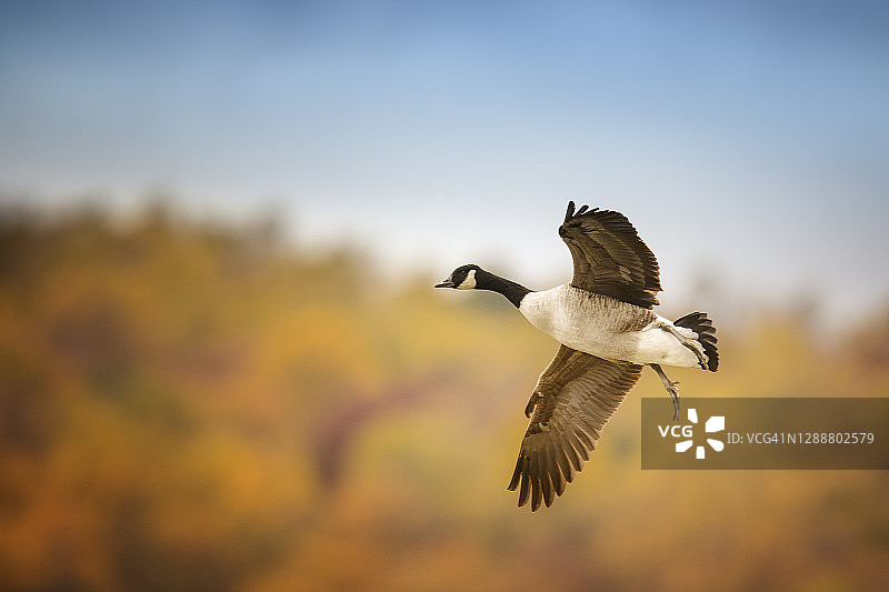 可爱的近距离鹅在飞行对抗秋天的颜色在宾夕法尼亚州图片素材