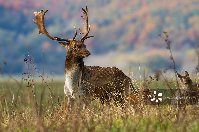 秋天的草地上，有角的黇鹿。图片素材