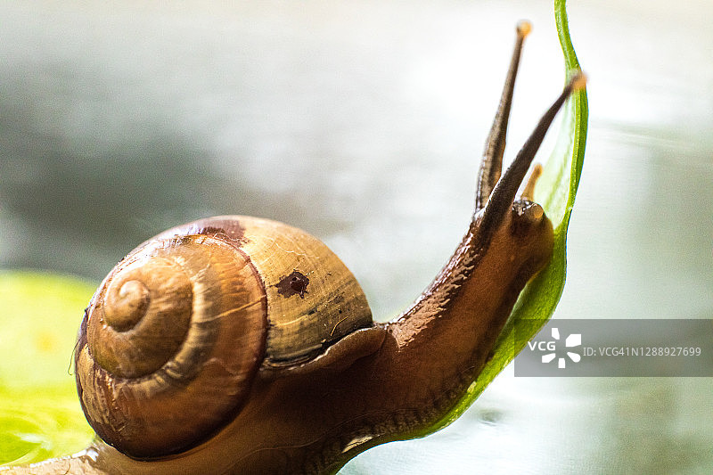 花园里的一只小蜗牛在潮湿的叶子上慢慢地爬。图片素材