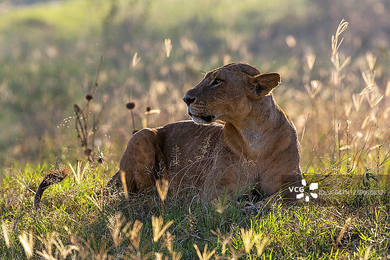 母狮在野外，观看和狩猎，背光图片素材