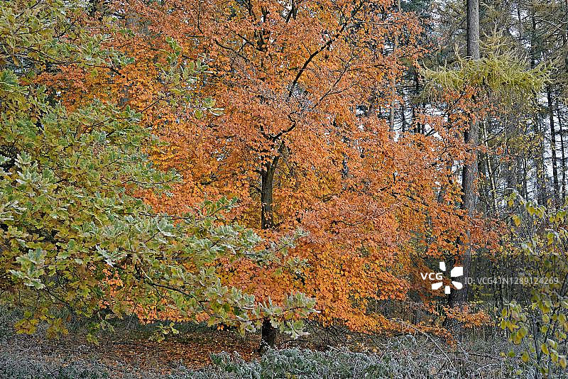 德国北莱茵-威斯特伐利亚的一种普通山毛榉(山毛榉)和一种带有白霜和秋季色彩的橡树(栎属)图片素材