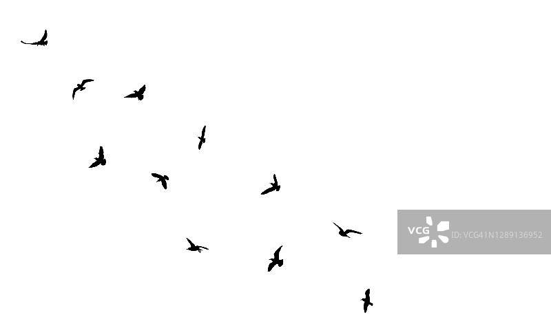 天空中成群的飞鸟，孤立的黑色剪影。美丽的鸟。矢量插图。图片素材