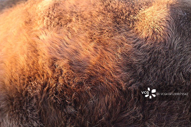 动物皮毛纹理背景特写蓬松的牛毛图片素材