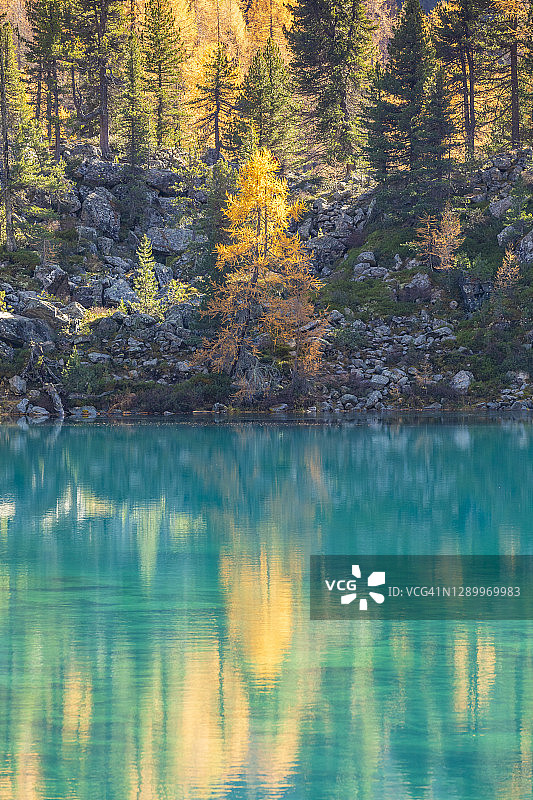 迷人的秋天落叶松的颜色反映在Saoseo湖，Poschiavo, val di Campo，格劳宾登州，欧洲瑞士图片素材