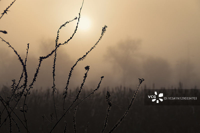 美丽的日出或日落在田野与雾图片素材