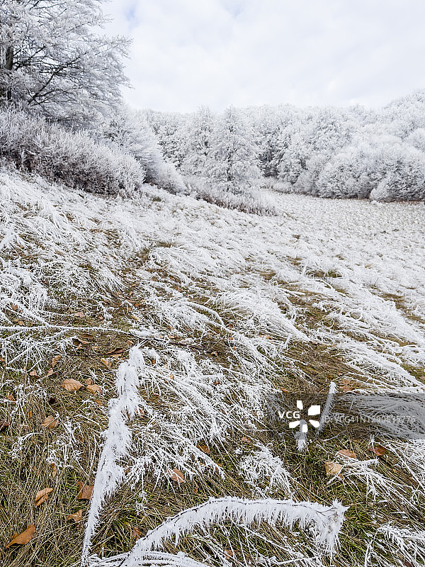 冬天森林景色优美，树木被白雪覆盖图片素材