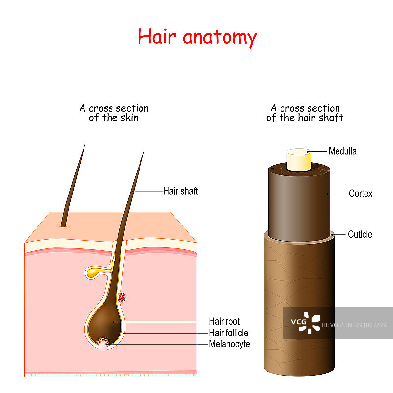 头发解剖学。皮肤的横截面有黑素细胞，毛根和毛干。图片素材