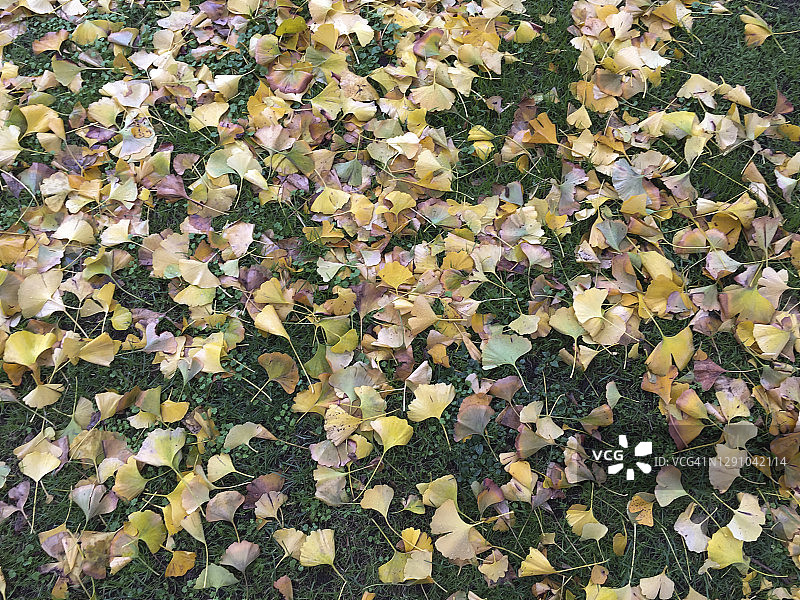 全帧拍摄的银杏叶在秋天图片素材