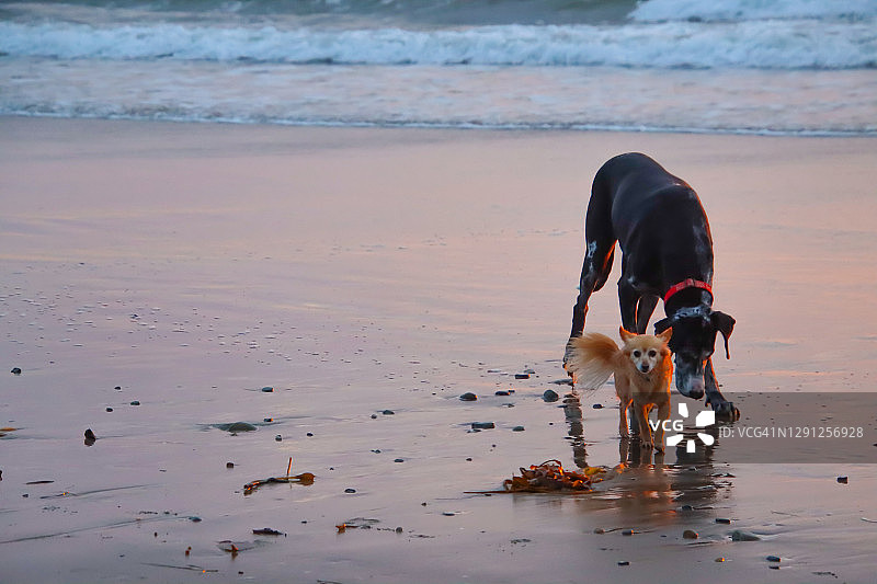 日落时分沙滩上的狗图片素材