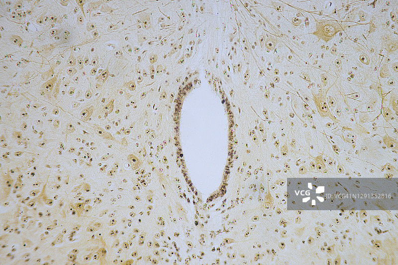 脊髓，光显微镜图片素材