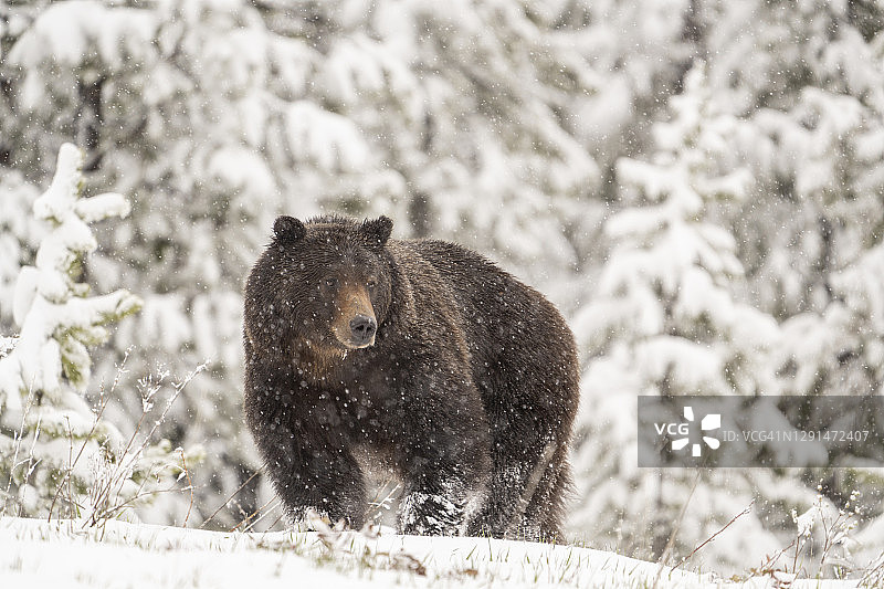 灰熊站在白雪覆盖的山坡上图片素材