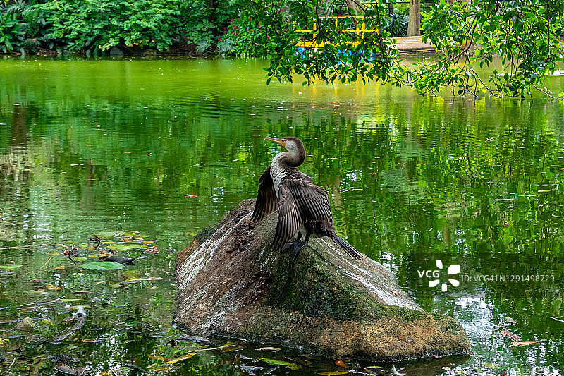 新热带鸬鹚或橄榄科鸬鹚，一种站在绿色泻湖的大岩石上的鸟图片素材