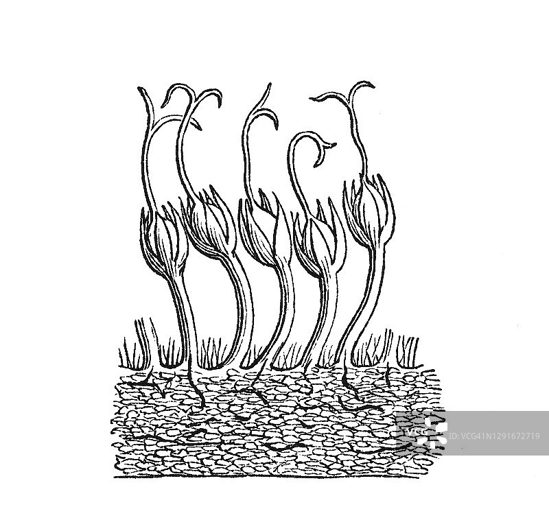 古老的植物学雕刻插图，无花果(Ficus carica)图片素材