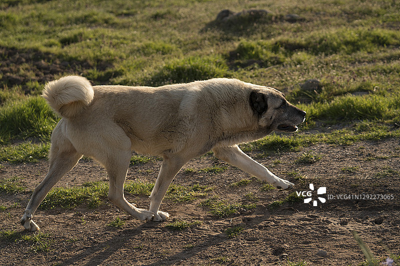 一个近距离的侧面的成年Kangal牧羊犬，而它是散步图片素材