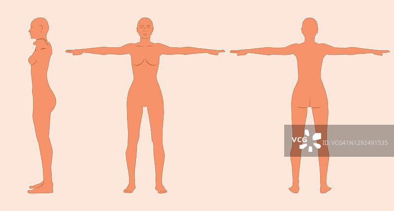 妇女身体解剖平面矢量插图集孤立的白色背景。女性身体医疗剪影前后视图。女性肌肉发达的体型。女性形象的现实向量图片素材
