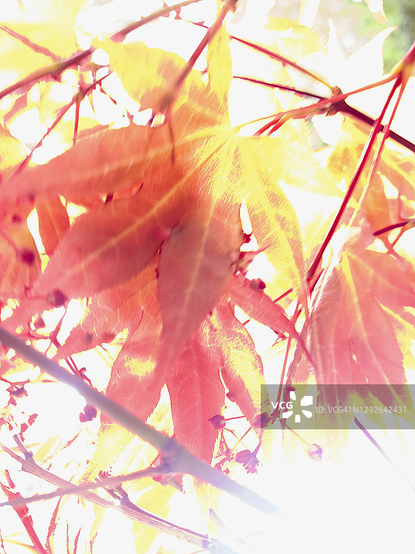 日本枫树的叶子图片素材