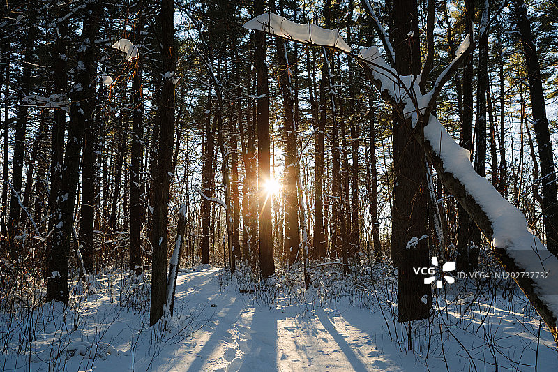 太阳穿过白雪覆盖的森林图片素材