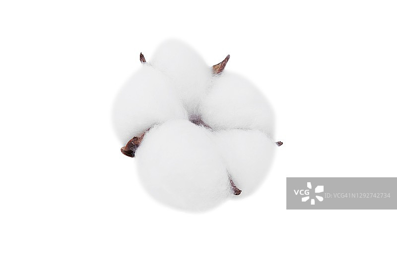 成熟的棉铃孤立在白色的背景上图片素材
