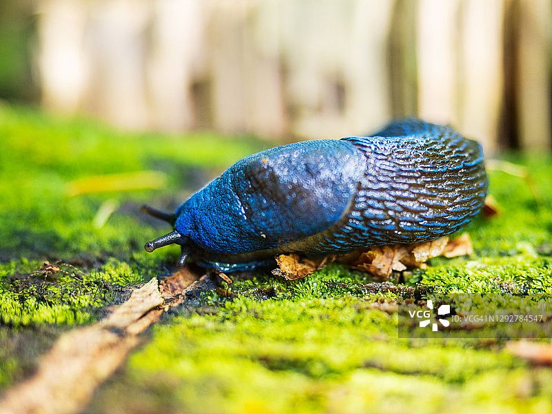在森林里的绿色苔藓上移动的大型蓝色蛞蝓图片素材