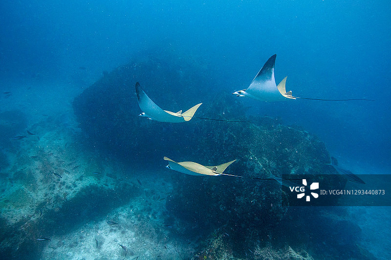 短鳍魔鬼鱼(Mobula kuhlii)游过礁石图片素材