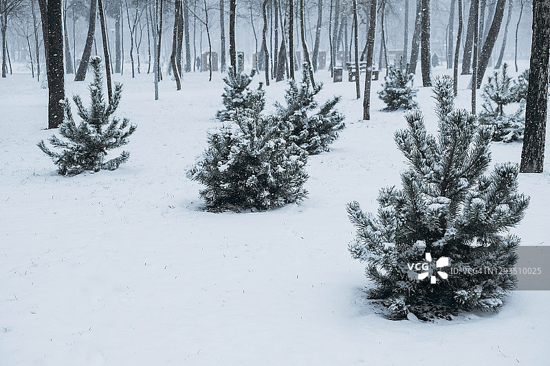 许多小圣诞树在雪中图片素材