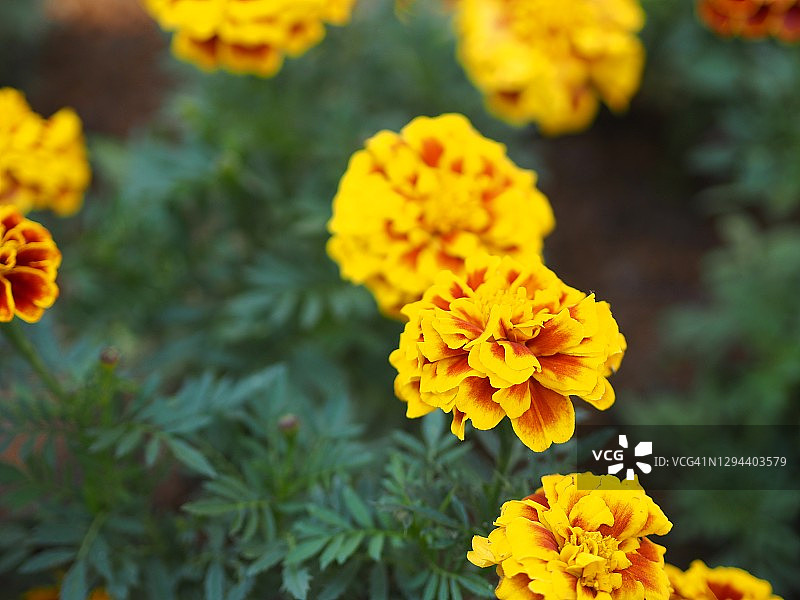 非洲万寿菊，美洲万寿菊或阿兹特克万寿菊花美丽的黄色混合橙色花朵盛开在花园的自然背景图片素材