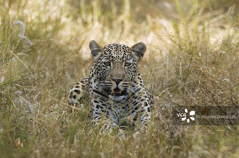 草丛中的豹，莫雷米野生动物保护区，博茨瓦纳图片素材
