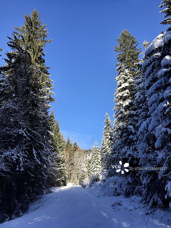 行走在巴伐利亚白雪覆盖的森林里图片素材