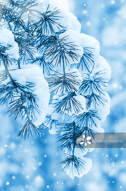 白雪覆盖的松树树枝上覆盖着白雪图片素材