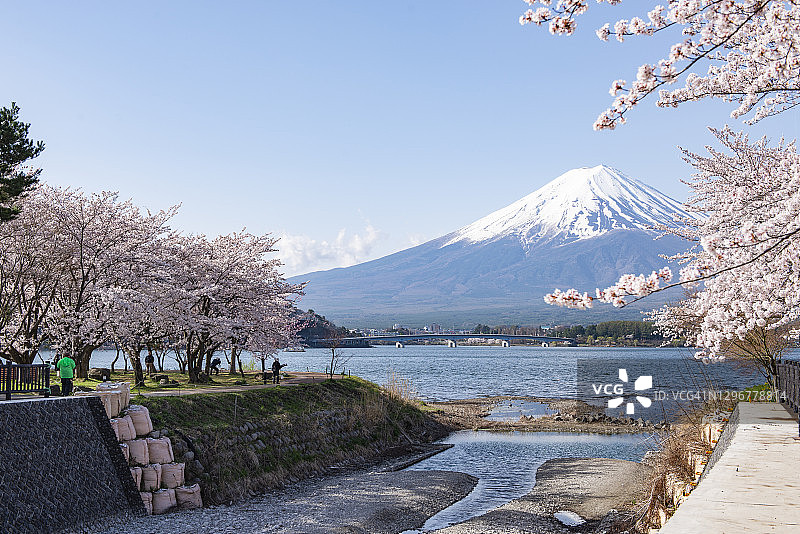 日本川口千子湖的富士山和春天的粉红色樱花图片素材