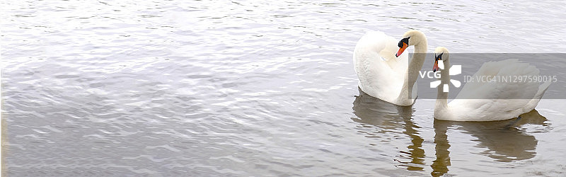 一对白天鹅在水里游泳。象征爱情和忠诚的是两只天鹅做成一个心形。神奇的风景与野生鸟类(天鹅色)。色调图像，横幅，复制空间。图片素材