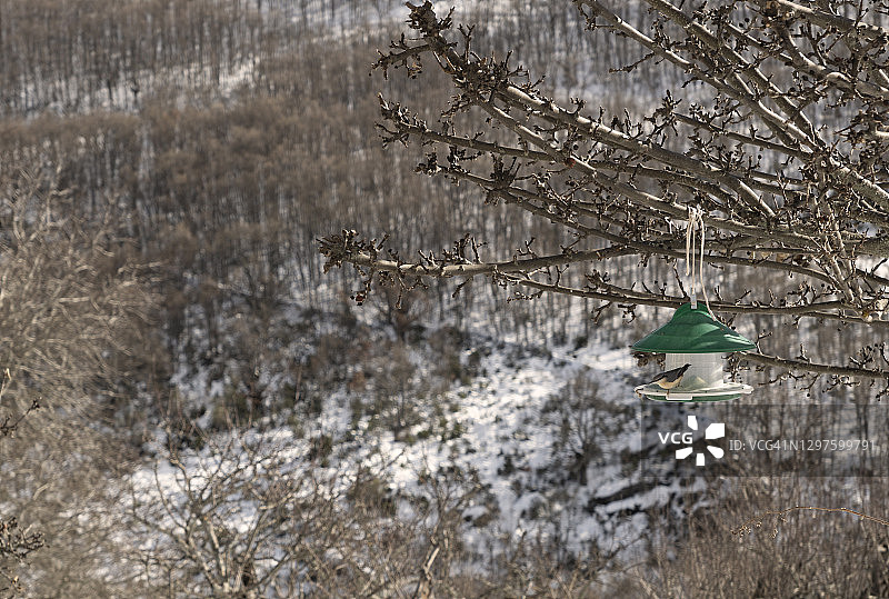在一个阳光明媚的冬日里，一种小野鸟在食槽上。冬天的鸟。鸟喂食。图片素材