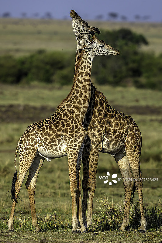马赛马拉的马赛长颈鹿“亲吻”。图片素材