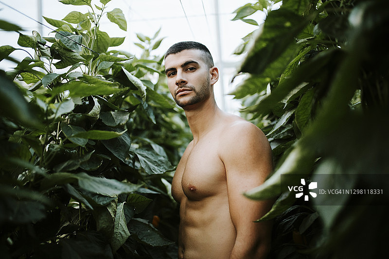 英俊的赤膊青年站在有机农场的植物图片素材