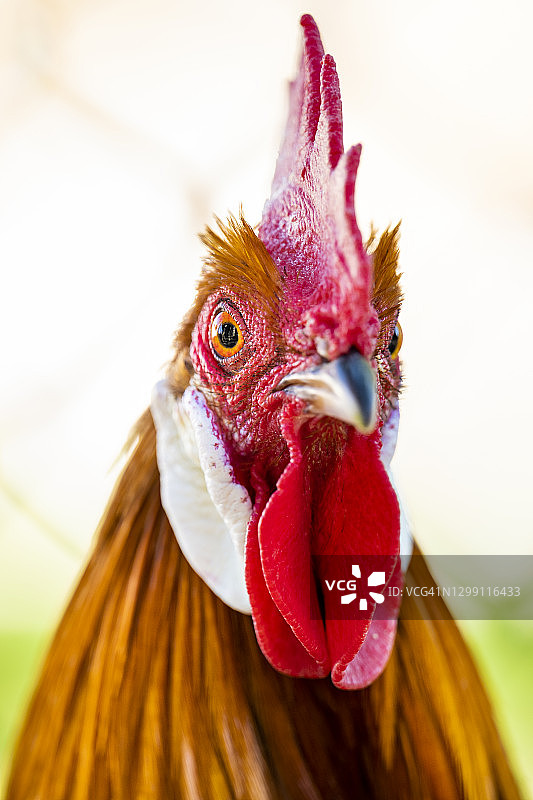 (选择性聚焦)意大利农场上一只吃草的公鸡的令人惊叹的特写镜头。一个美丽优雅的公鸡的肖像在一个模糊的背景。图片素材
