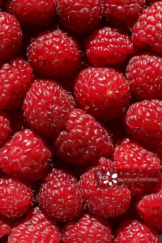 红莓图片素材
