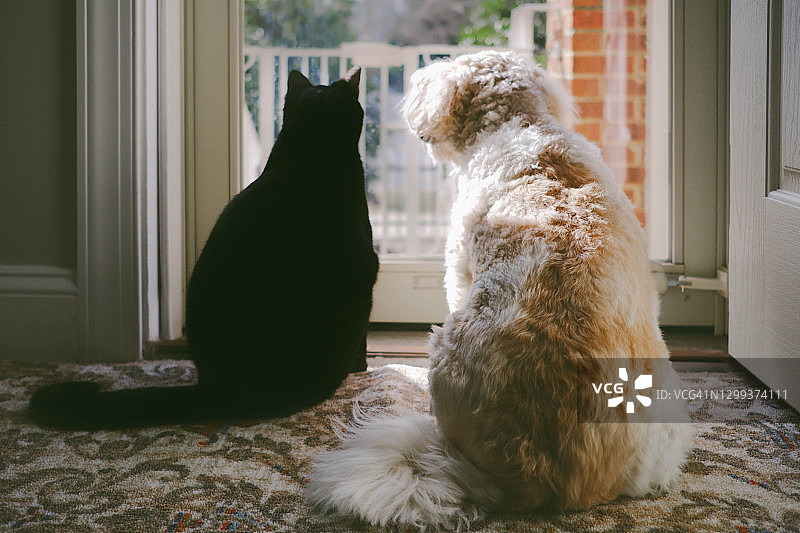 猫和狗的后视图在门口看外面图片素材
