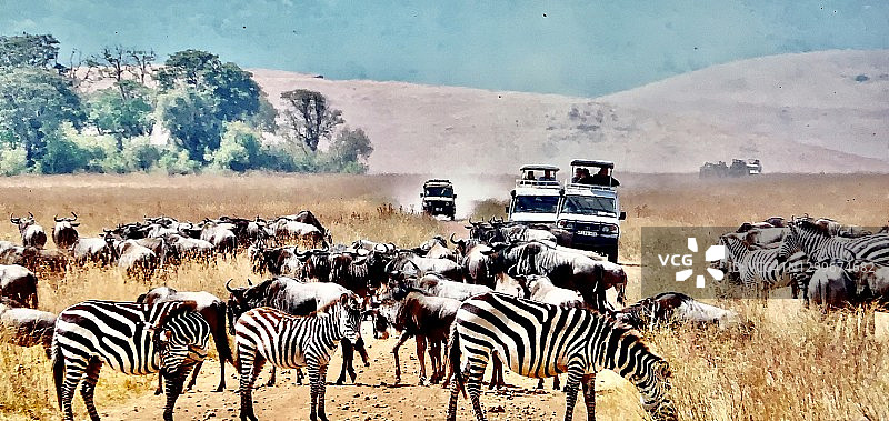 坦桑尼亚的斑马和狩猎车图片素材