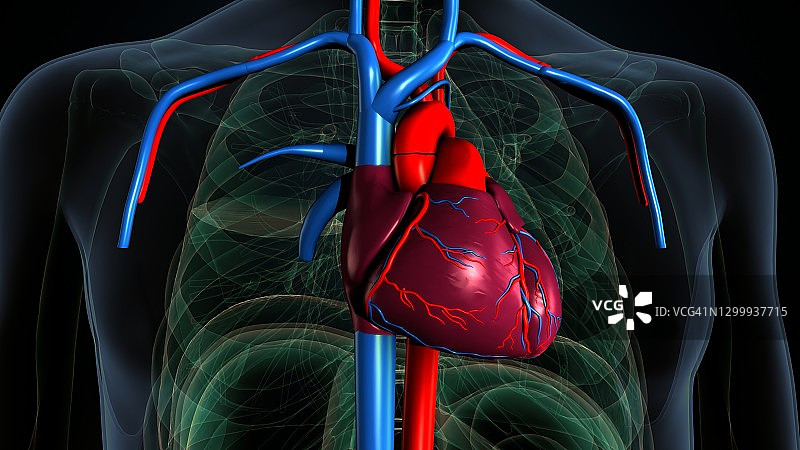 人体心脏动脉和静脉的三维示意图图片素材