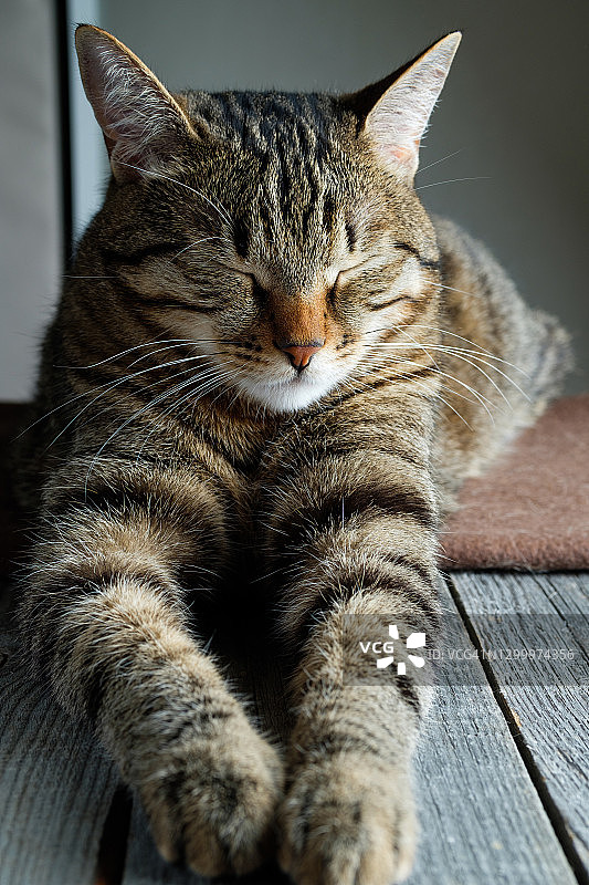 睡觉条纹毛茸茸的灰色小猫。猫躺在地板和毯子上，闭着眼睛休息，放松。无家可归动物的避难所。图片素材