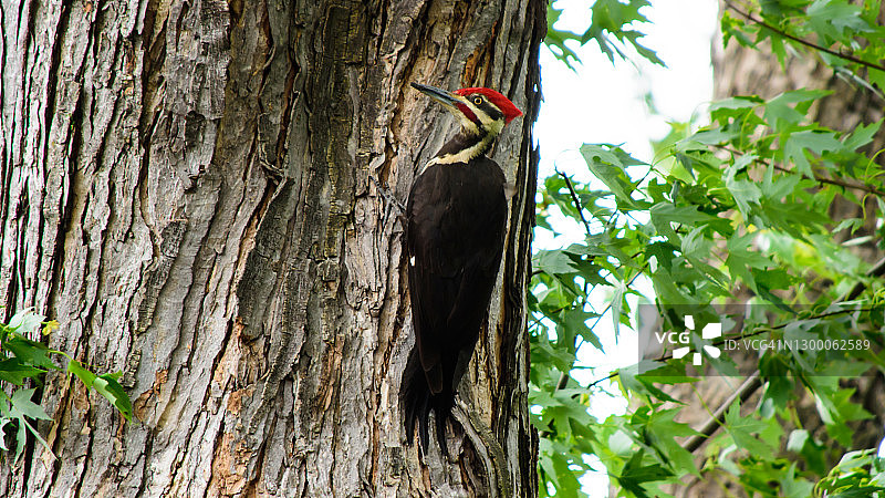 羽翼啄木鸟在自然栖息地的一棵树上，色彩鲜艳的鸟类摄影背景图片素材