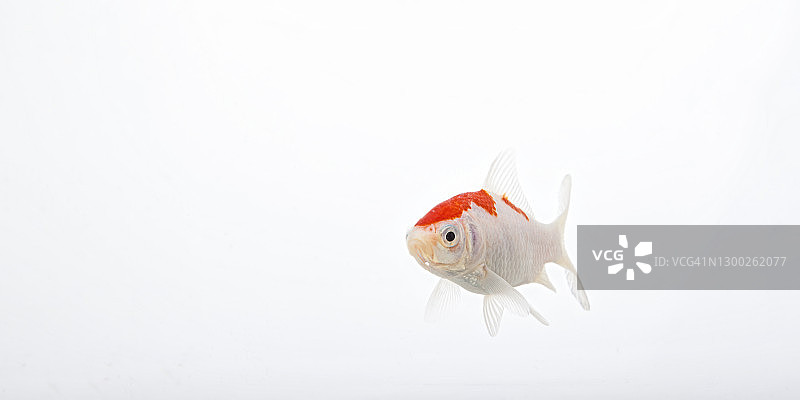 彩色的金鱼，红头白尾图片素材