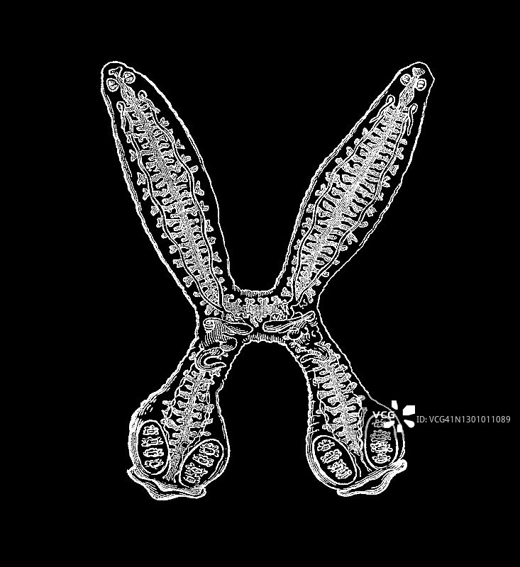 古扁虫雕刻插图(吊诡双plozoon paradoxum)图片素材
