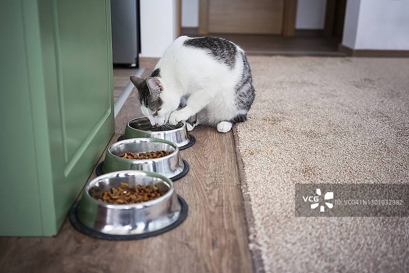 家猫坐在家里的食物碗旁边图片素材