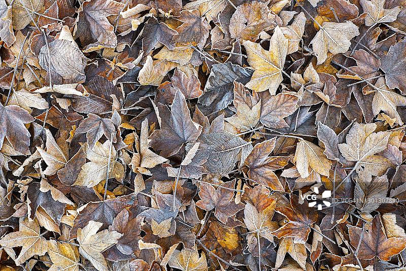 奥地利蒂罗尔的秋叶上结霜图片素材